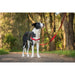 Dog Harness Red Dingo 70-98 cm Red L - Домашни Животни<<<Дом Градина<<<BigBuy&&&Пътуване и разходки<<<Домашни