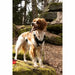 Dog Harness SYMBIOZ Black M - Домашни Животни<<<Дом Градина<<<BigBuy&&&Пътуване и разходки<<<Домашни Животни<<<Дом