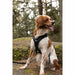 Dog Harness SYMBIOZ Black XXS - Домашни Животни<<<Дом Градина<<<BigBuy&&&Пътуване и разходки<<<Домашни Животни<<<Дом