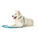 Dog Lead Hunter HILO Turquoise 200 cm - Домашни Животни<<<Дом Градина<<<BigBuy&&&Пътуване и разходки<<<Домашни