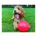 Dog toy Company of Animals Boomer Polyethylene 250mm - Домашни Животни<<<Дом Градина<<<BigBuy&&&Играчки<<<Домашни