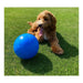 Dog toy Company of Animals Boomer Polyethylene 250mm - Домашни Животни<<<Дом Градина<<<BigBuy&&&Играчки<<<Домашни