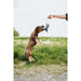 Dog toy Hunter Nebraska Brown Polyester Cow - Домашни Животни<<<Дом Градина<<<BigBuy&&&Играчки<<<Домашни Животни<<<Дом