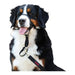 Dog Training Collars Company of Animals Halti Black Muzzle (31-40 cm) - Домашни Животни<<<Дом