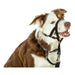 Dog Training Collars Company of Animals Halti Black Muzzle (35-48 cm) - Домашни Животни<<<Дом