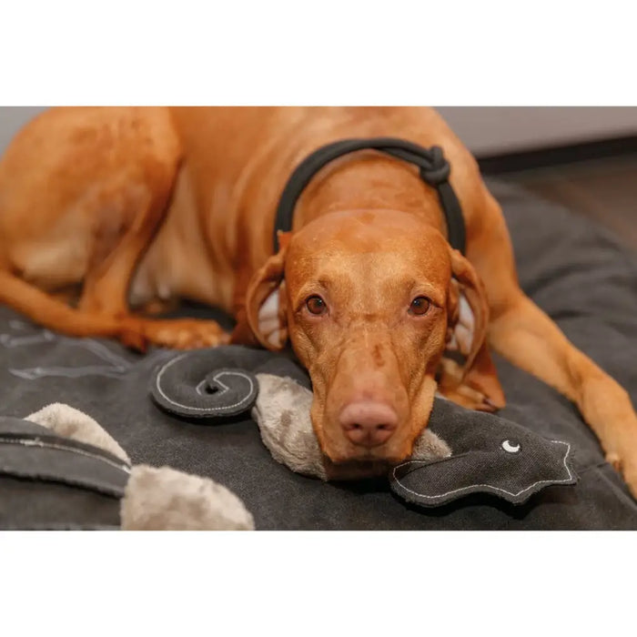 Dog Training Collars Trixie Be Nordic Black Sand 45 cm - Домашни Животни<<<Дом Градина<<<BigBuy&&&Пътуване и