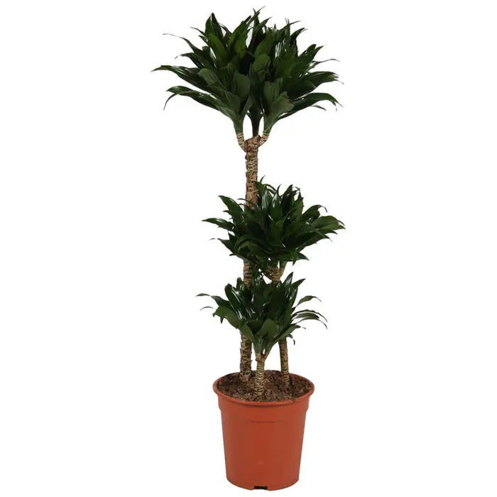 DRACENA COMPACTA - Нецъфтящи растения<<<Стайни растения<<<Градина<<<Praktiker