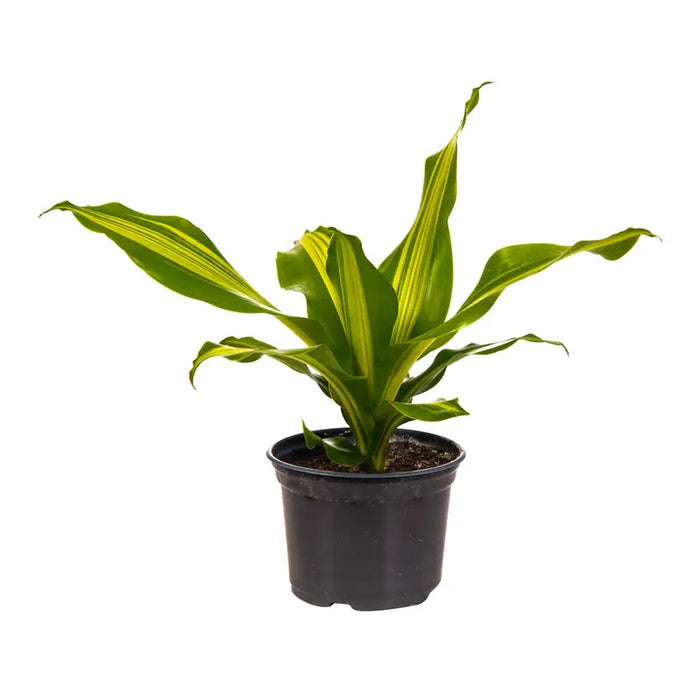 DRACENA - Нецъфтящи растения<<<Стайни растения<<<Градина<<<Praktiker