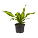 DRACENA - Нецъфтящи растения<<<Стайни растения<<<Градина<<<Praktiker