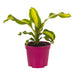 DRACENA - Нецъфтящи растения<<<Стайни растения<<<Градина<<<Praktiker