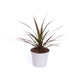DRACENA - Нецъфтящи растения<<<Стайни растения<<<Градина<<<Praktiker