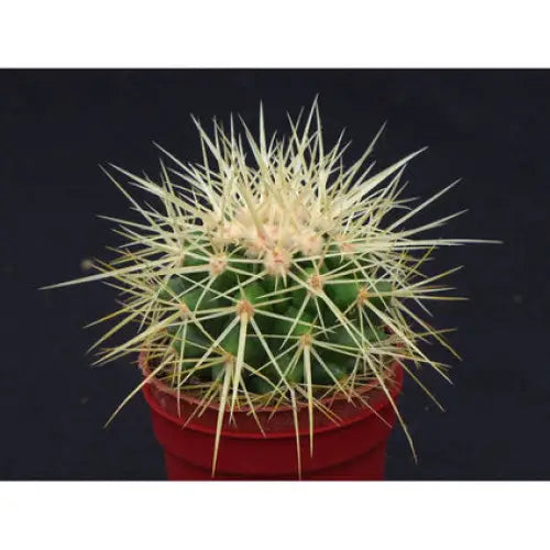 ECHINOCACTUS GRUSONI - Кактуси<<<Стайни растения<<<Градина<<<Praktiker