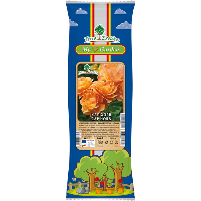 EKZOTIKA CATERPILLAR ROSE ROOT