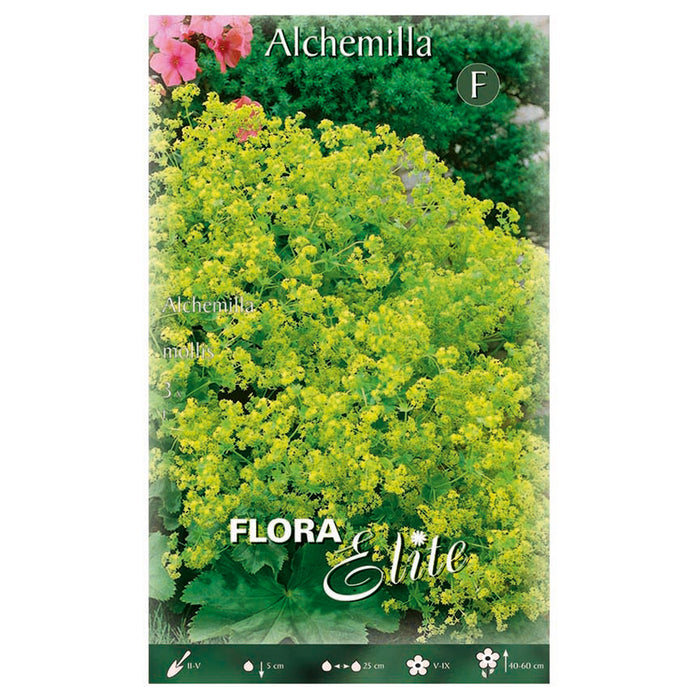 SPRING BULBS ALCHEMILLA MOLLIS ELITE