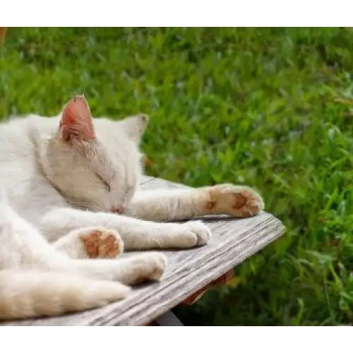 EZVIZ RM600 orange robotic lawn mower - Mowing workNAK-RKO<<<Cordless toolsNAK<<<ActionPL