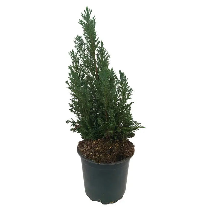 FALSE CYPRESS ELVODIE - Вечнозелени храсти и дръвчета<<<Външни растения<<<Градина<<<Praktiker