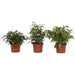 FICUS BENJAMIN - Нецъфтящи растения<<<Стайни растения<<<Градина<<<Praktiker
