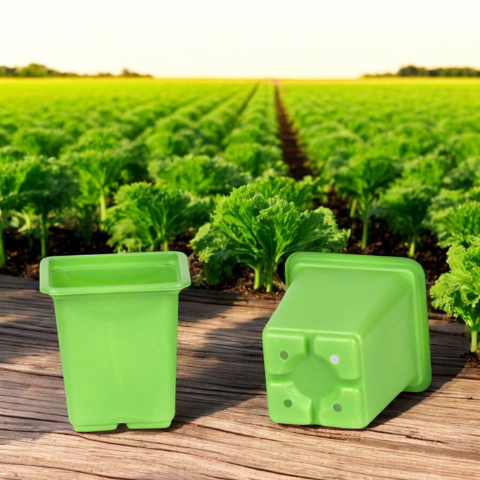 SET OF SEEDLINGS 20PCS GARDEN STAR HD-10864