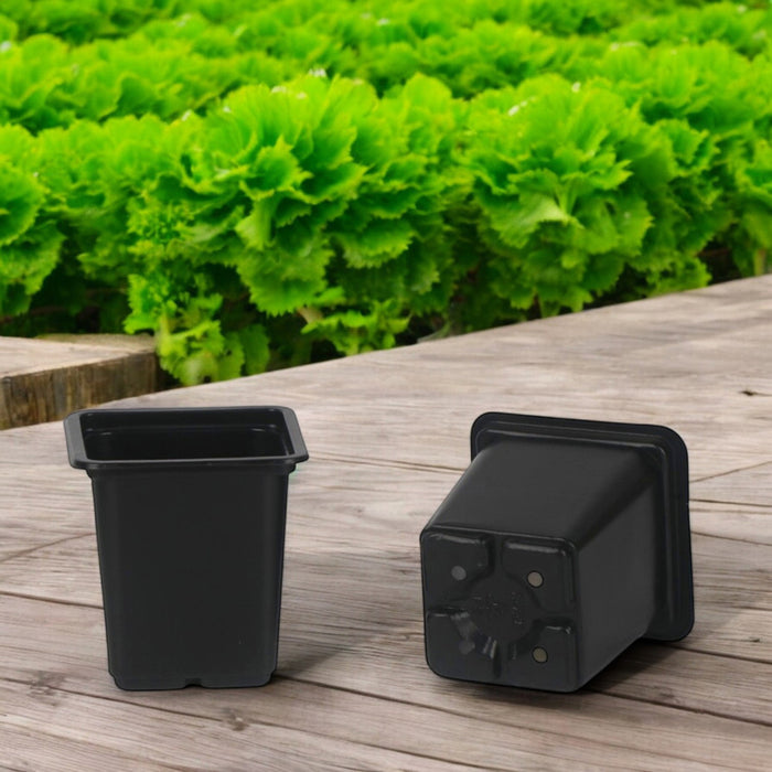 SET OF SEEDLINGS 20PCS GARDEN STAR HD-10864
