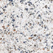 GRANITOGRES KAI TERRAZZO VENATO 60X60 CM - Гранитогрес<<<Плочки и лайстни<<<Подови и стенни