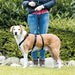 Guide harness for dog Trixie Stay Black L/XL - Домашни Животни<<<Дом Градина<<<BigBuy&&&Пътуване и разходки<<<Домашни