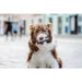 Harness tags Julius K9 151698 L 2 Units - Домашни Животни<<<Дом Градина<<<BigBuy&&&Пътуване и разходки<<<Домашни