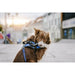 Harness tags Julius K9 DON’T TOUCH S White Black (2 Units) - Домашни Животни<<<Дом Градина<<<BigBuy&&&Пътуване и