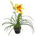 HEMEROCALIS / DAY LILY - Цъфтящи растения<<<Стайни растения<<<Градина<<<Praktiker