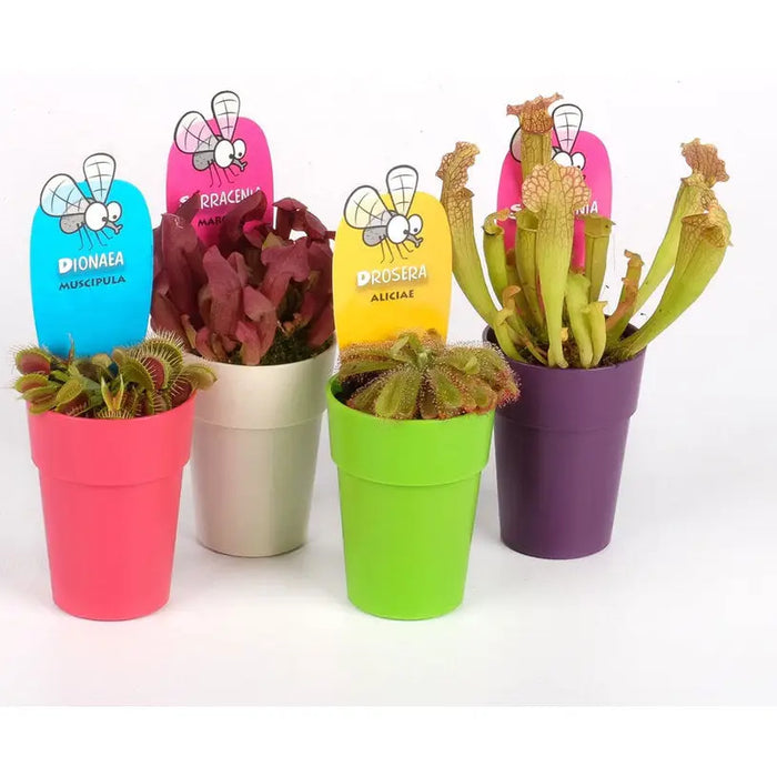 INSECT-EATING PLANT - Насекомоядни растения<<<Стайни растения<<<Градина<<<Praktiker