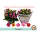 KALANCHOE CARNIVAL - Цъфтящи растения<<<Стайни растения<<<Градина<<<Praktiker