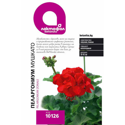 MUSHKATO SEEDS LACTOFOL BOTANICA
