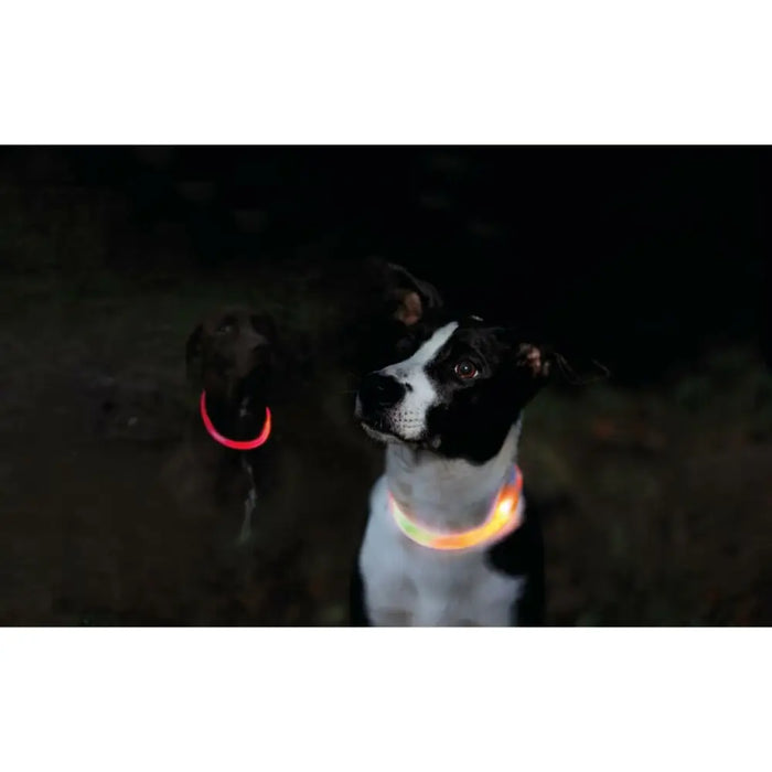 LED Collar for Pets Trixie Orange XS/S - Домашни Животни<<<Дом Градина<<<BigBuy&&&Пътуване и разходки<<<Домашни
