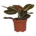 MARANTA TRICOLOR - Нецъфтящи растения<<<Стайни растения<<<Градина<<<Praktiker