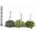 MIX HANGING PLANTS - Нецъфтящи растения<<<Стайни растения<<<Градина<<<Praktiker