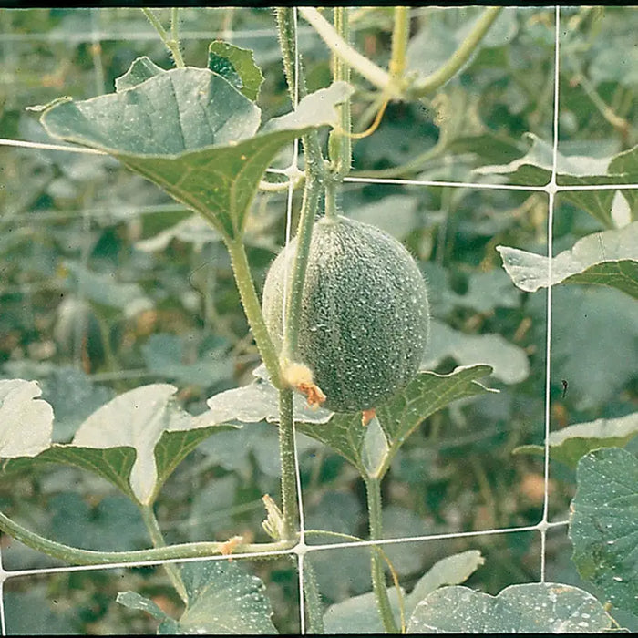 NETTING FOR WRAPING PLANTS 200CM TENAX HORTONOVA - Мрежи и покривала на метър<<<Мрежи и огради<<<Градина<<<Praktiker