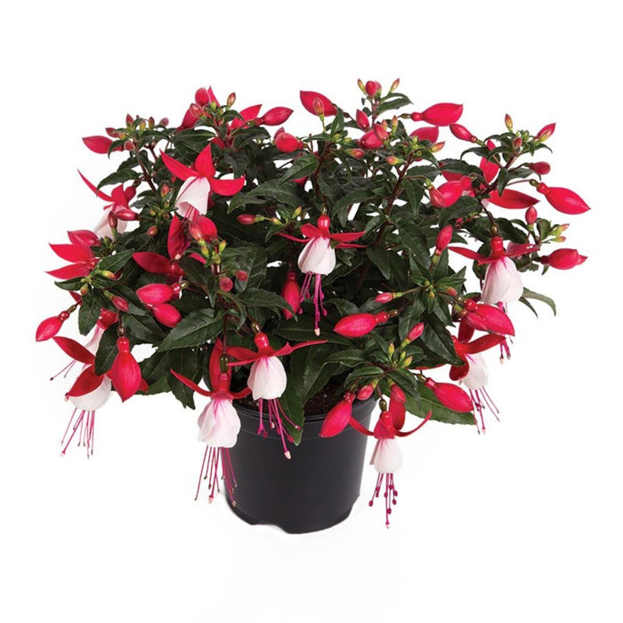FUCHSIA MIX R13