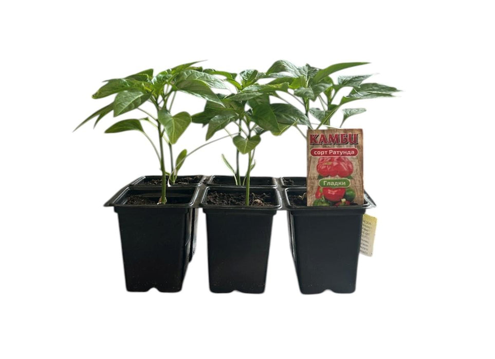 CAMBI SEEDLINGS 6PCS