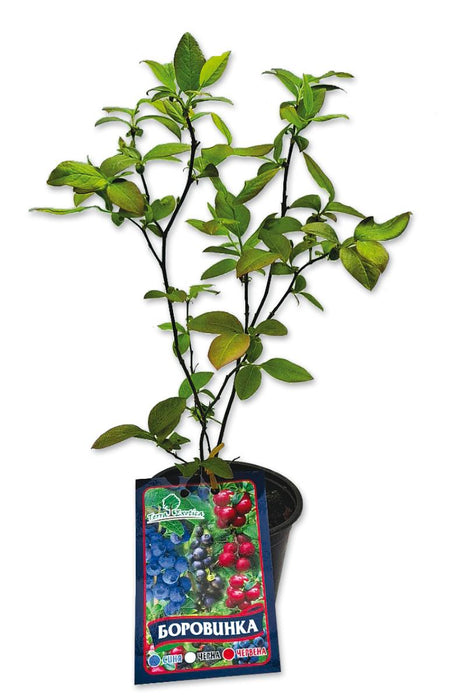 BLUEBERRY IN CONTAINER 1L