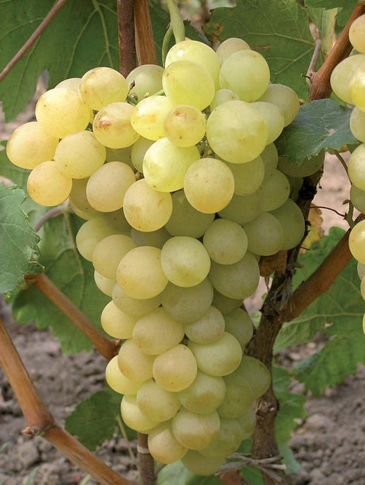 VICTORIA WHITE DESSERT GRAPE VINE