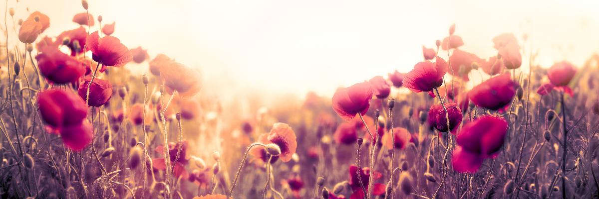 PAINTING 30X97 CM POPPY FIELDS