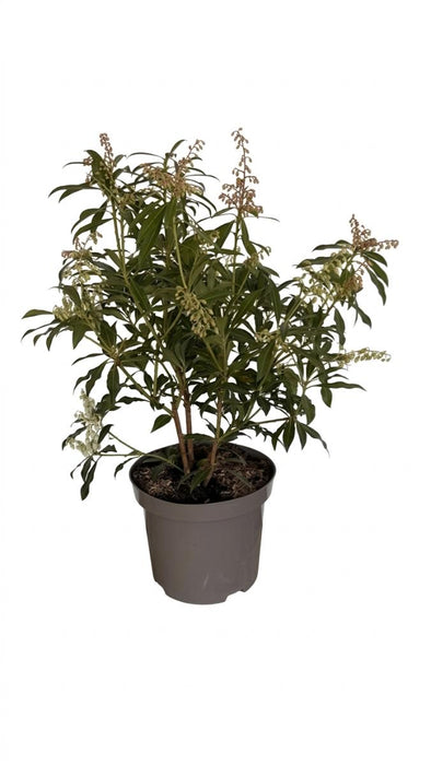 PIERRIS JAPONICA 2L