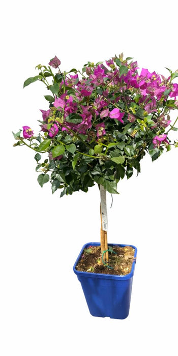 BOUGAINVILLE STEM 19-75CM