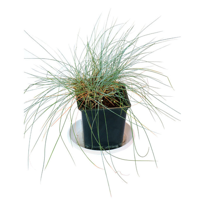 FESTUCA