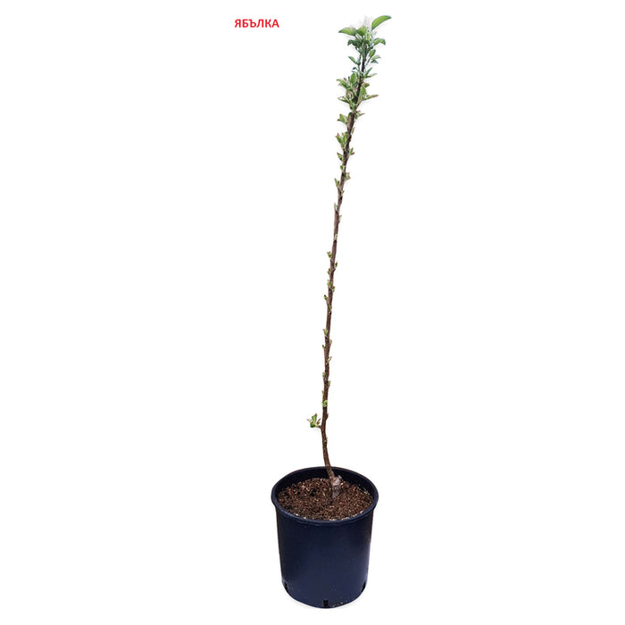 FRUIT IN CONTAINER MIX