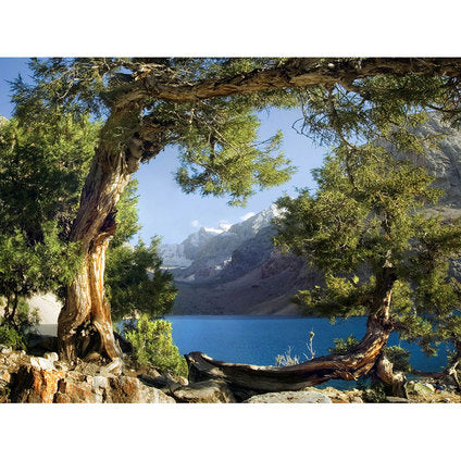 PHOTO WALLPAPER STANDARD 127X180 CM. 1Ch. FOREST