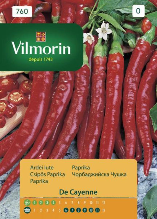 CAYEN PEPPER SEEDS. VILMORIN