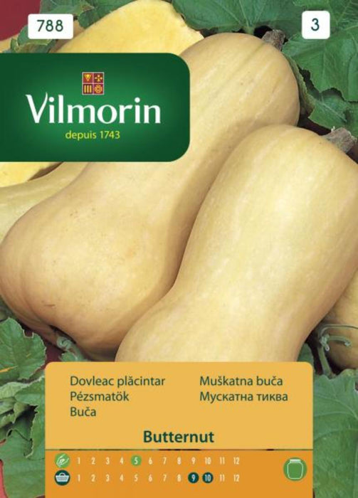 SEED PUMPKIN VIOLIN VILMORIN