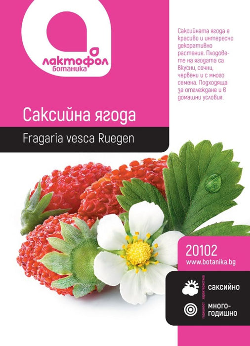 POTTED STRAWBERRY SEED BOTANICAL