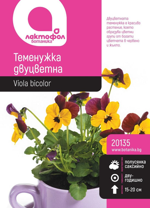 LARGE VIOLET SEED BOTANIST