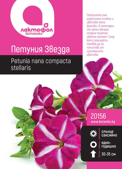 STAR PETUNIA SEEDS BOTANIST